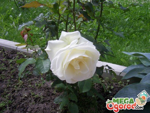 Выращивание белых роз: выбор места и посадка